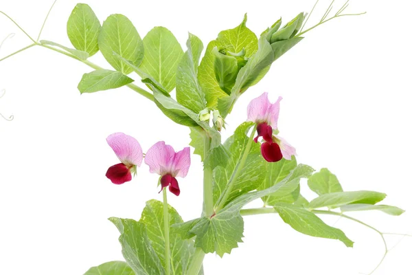 Green Bean Flower Isolated White Background — Stock Photo, Image