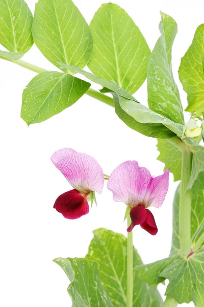 Beyaz Arka Plan Üzerinde Izole Yeşil Fasulye Çiçek — Stok fotoğraf