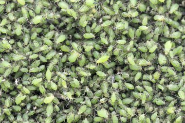 Aphid kolonisi, doku backgrond  