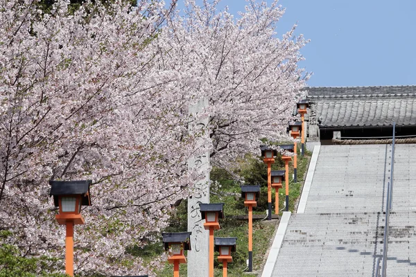 Třešňový Strom Schodištěm Japonská Scéna — Stock fotografie