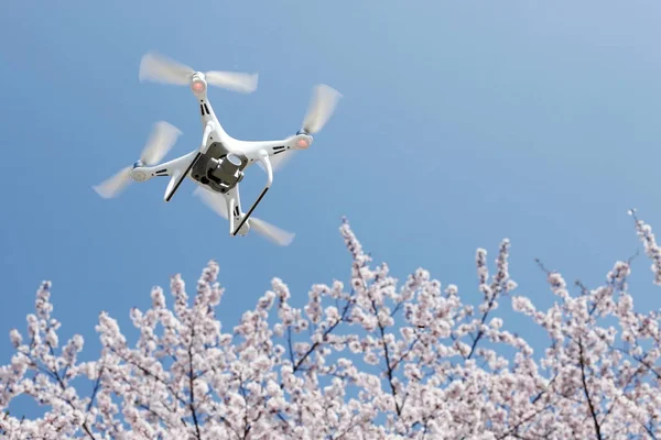 Drone Che Vola Aria Con Bellissimi Fiori Ciliegio Sakura Cielo — Foto Stock