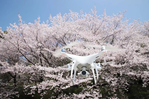 Drone flying in the air, with beautiful cherry blossom or sakura