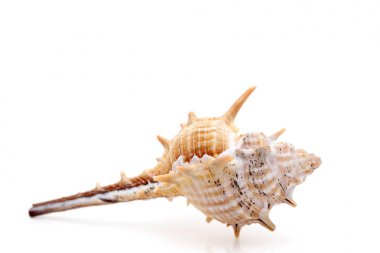 Beyaz arka plan üzerinde izole dikenli Deniz kabuğu closeup 