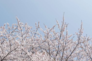 berrak mavi gökyüzüne karşı bahar kiraz çiçeği ağacı 