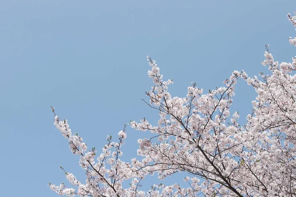 Árbol Flor Cerezo Primavera Contra Cielo Azul Claro —  Fotos de Stock