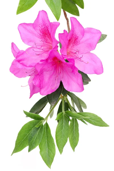 Цветущий Фиолетовый Цветок Азалии Белом Фоне — стоковое фото