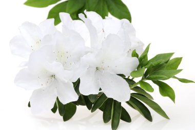 photo of a blooming white azalea flower isolated on white background  clipart