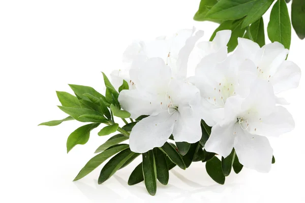 Φωτογραφία Ενός Άνθισμα Λευκό Λουλούδι Αζαλέα Απομονώθηκε Λευκό Φόντο — Φωτογραφία Αρχείου