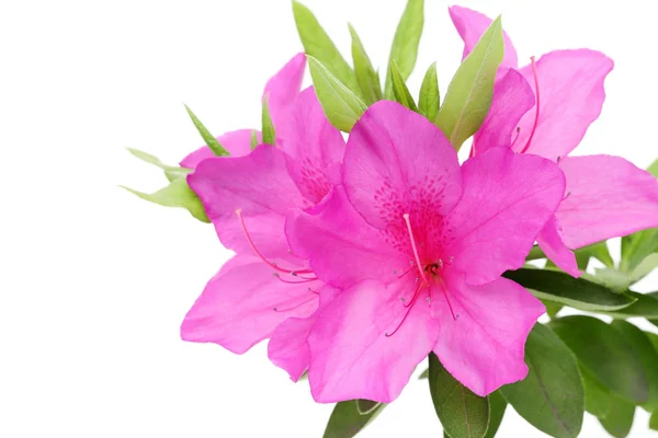 Foto Una Flor Azalea Púrpura Flor Aislada Sobre Fondo Blanco — Foto de Stock