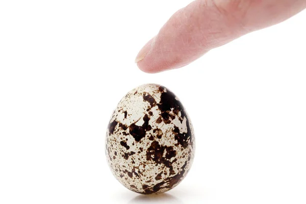 Single Quail Egg Isolated White Background — Stock Photo, Image