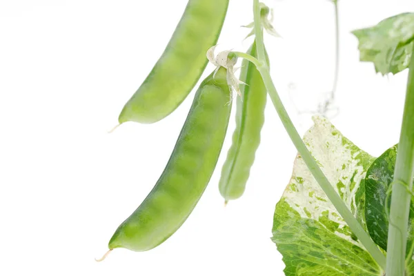 Groene Bonen Peulen Geïsoleerd Witte Achtergrond — Stockfoto