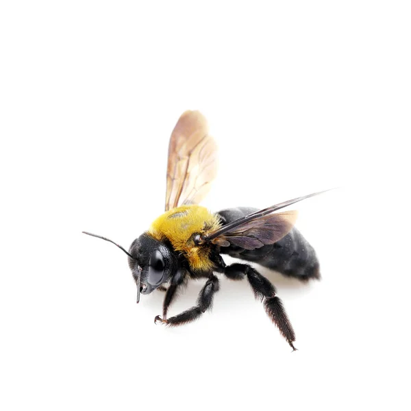 Tesař Včela Xylocopa Pubescens Izolované Bílém Pozadí — Stock fotografie