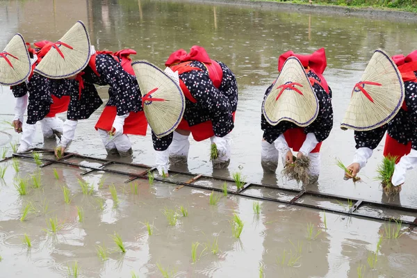 Japanische Junge Mädchen Pflanzen Eine Reispflanze Einen Reisfelsen Das Heilige — Stockfoto