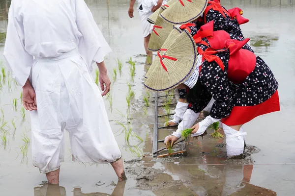 Meninas Japonesas Plantam Uma Planta Arroz Arrozal Santo Festival Para — Fotografia de Stock