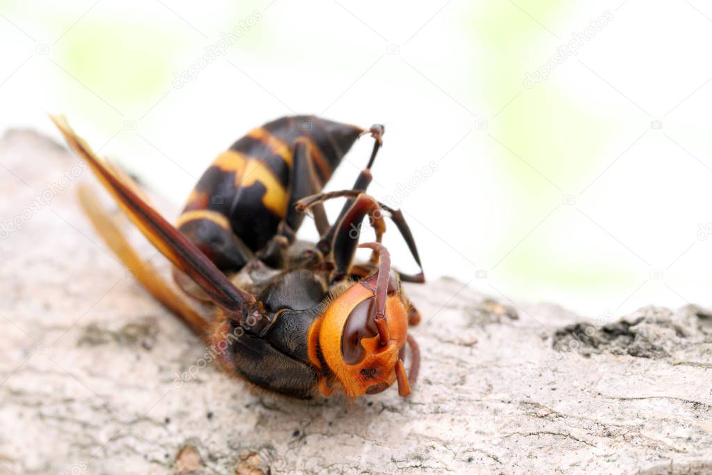 Close-up of dead hornet on a tree surface in autumn