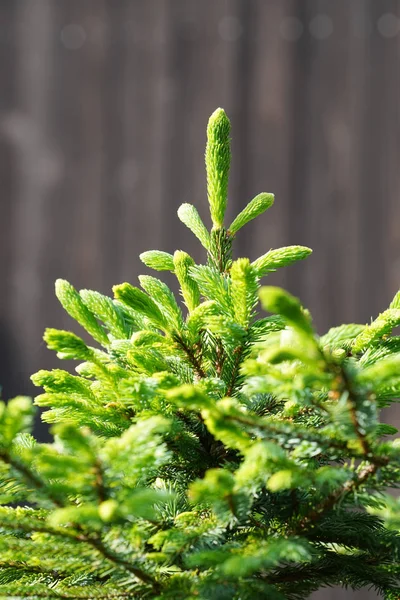 Gros Plan Branche Sapin Dans Jardin — Photo