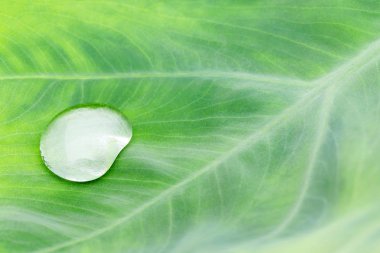 Makro lens yeşil yaprak ateş güzel su damlası