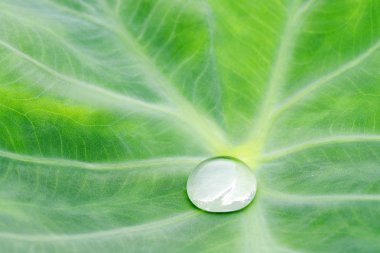 Makro lens yeşil yaprak ateş güzel su damlası