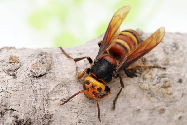 Großaufnahme Einer Riesenhornisse Auf Einer Baumfläche Studioaufnahmen — Stockfoto