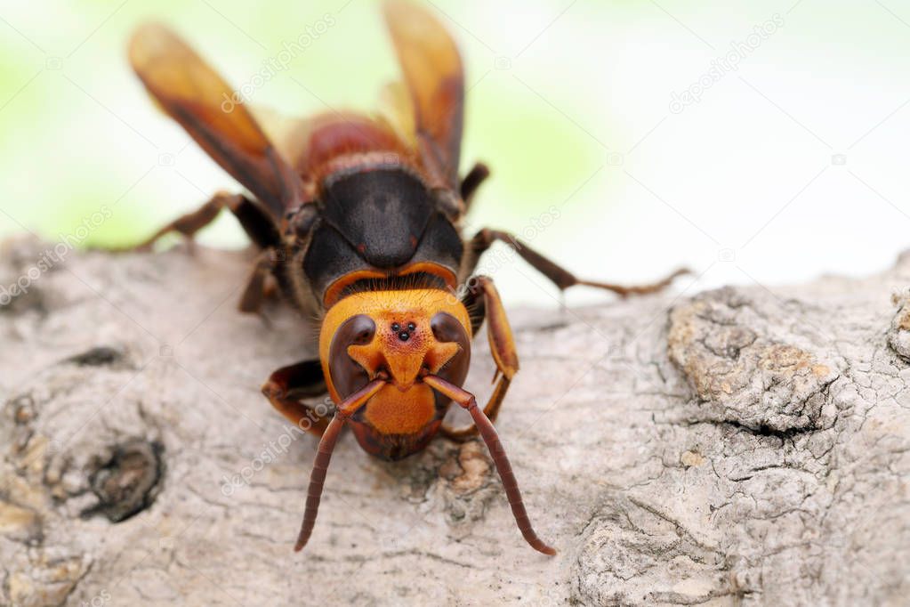 Close up of giant hornet on a tree surface in studio shot  