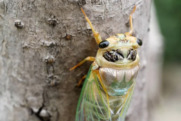 Yeni Bir Cicada Molting Sürecinin Makro Görüntüsü — Stok fotoğraf