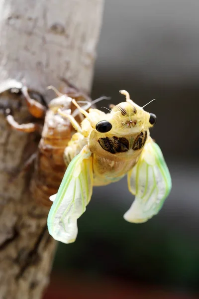 Yeni Bir Cicada Molting Sürecinin Makro Görüntüsü — Stok fotoğraf