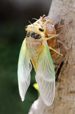 Macro image of a newly cicada molting process  clipart