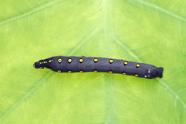 Studio Shot Big Black Caterpillar Leaf Background — Stock Photo, Image