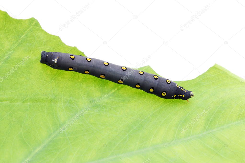 Studio shot of big black caterpillar on a leaf background  