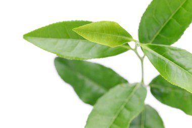 Japon taze yeşil çay yaprakları beyaz arka plan üzerinde izole    