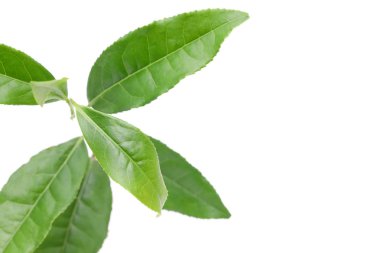 Japon taze yeşil çay yaprakları beyaz arka plan üzerinde izole    