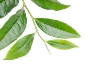 Japon taze yeşil çay yaprakları beyaz arka plan üzerinde izole    