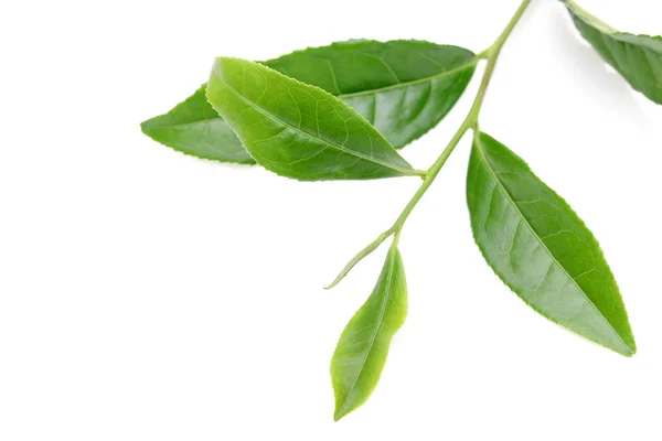 Japanische Frische Grüne Teeblätter Isoliert Auf Weißem Hintergrund — Stockfoto