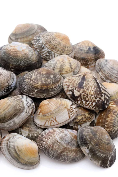 Stack Japanese Asari Clams White Background — Stock Photo, Image