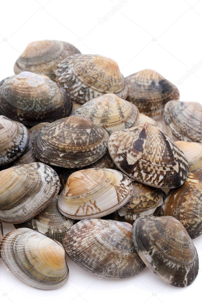 Stack of Japanese asari clams on white background 