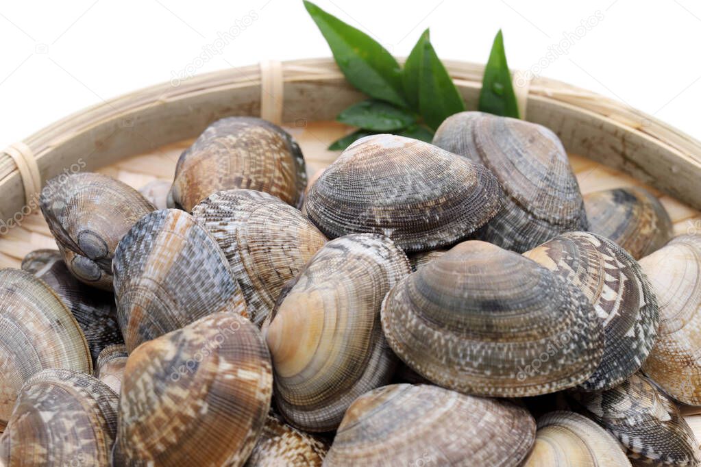 Japanese asari clams in a bamboo basket on white background 