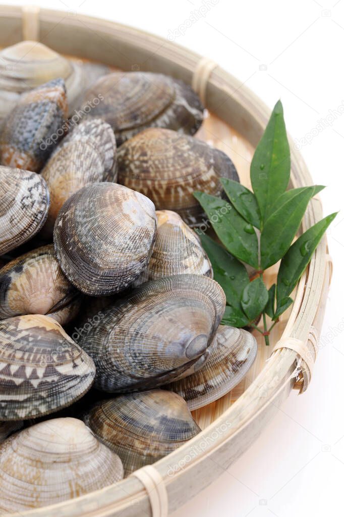 Japanese asari clams in a bamboo basket on white background 