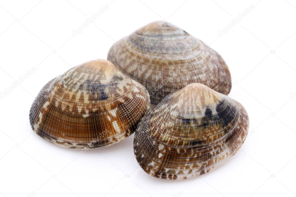 Stack of Japanese asari clams on white background