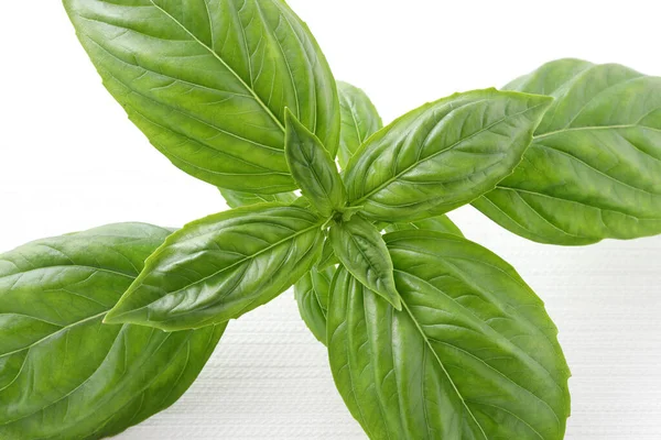 Sweet Green Basil Leaves Herb Spice Primo Piano Sfondo Bianco — Foto Stock
