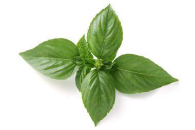 Tatlı yeşil fesleğen yaprakları baharat, yakın plan, beyaz arka plan izole 