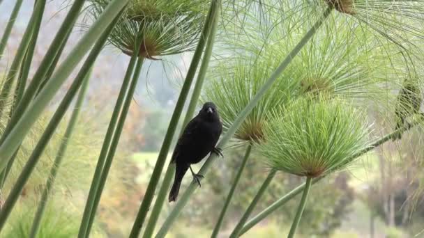 Păsări Într Parc — Videoclip de stoc