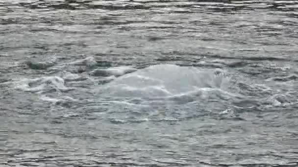 Bule Cascadă Râu — Videoclip de stoc