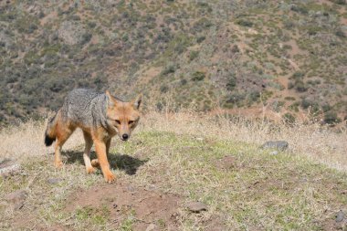 Şili fox Dağı Andes buldum