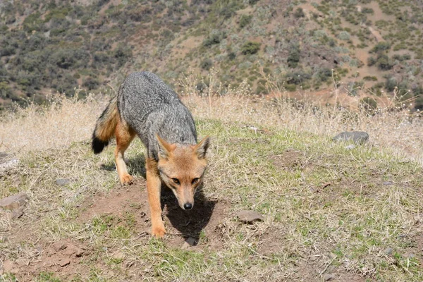 Zorro Chileno Encontrado Monte Andes — Foto de Stock