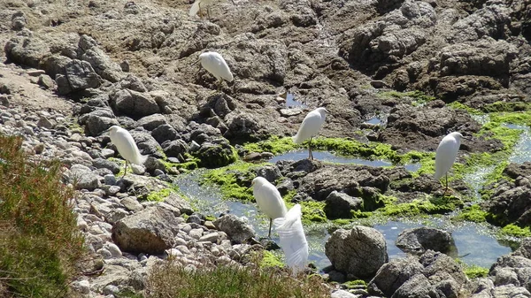 Pelícanos Una Playa Chile — Foto de Stock