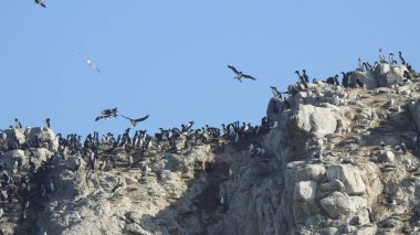 Manzara, plaj, kayalık uçurum, deniz ve doğa