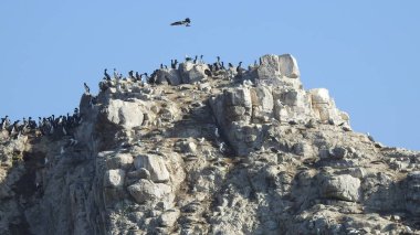 Manzara, plaj, kayalık uçurum, deniz ve doğa
