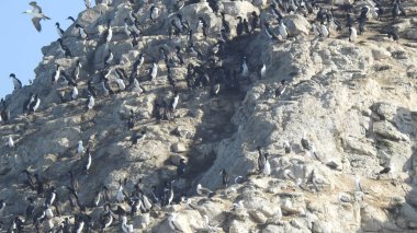 Manzara, plaj, kayalık uçurum, deniz ve doğa