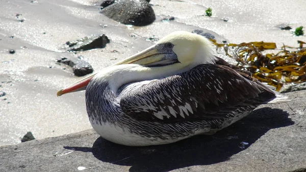 Pelikanen Een Strand Chili — Stockfoto