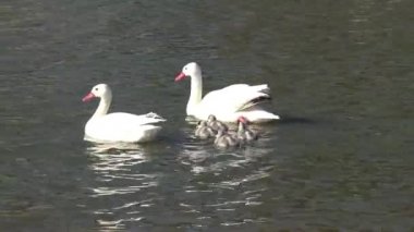 Plajı'nda kuş ve yaban hayatı